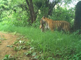 रणथंभौर नेशनल पार्क में खुशखबरी, बाघिन ने दिया 3 शावकों को जन्म रणथंभौर नेशनल पार्क में खुशखबरी, बाघिन ने दिया 3 शावकों को जन्म