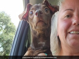 US Woman Saves "Unwanted" Dog Who Was In The Middle Of Euthanasia Process US Woman Saves "Unwanted" Dog Who Was In The Middle Of Euthanasia Process