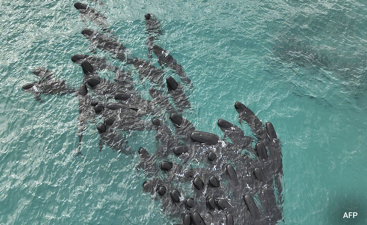 Nearly 100 Whales Euthanised After Mass Stranding In Western Australia
