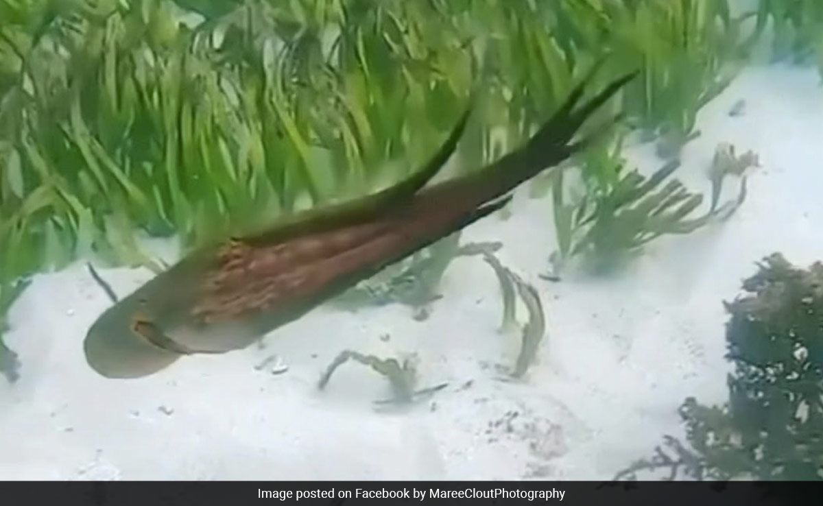 Watch: Octopus Steals Diver's GoPro Camera, Refuses To Give It Back