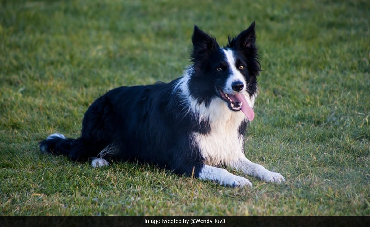 Viral Video Shows An Expert Sheepdog At Work, Internet Delighted