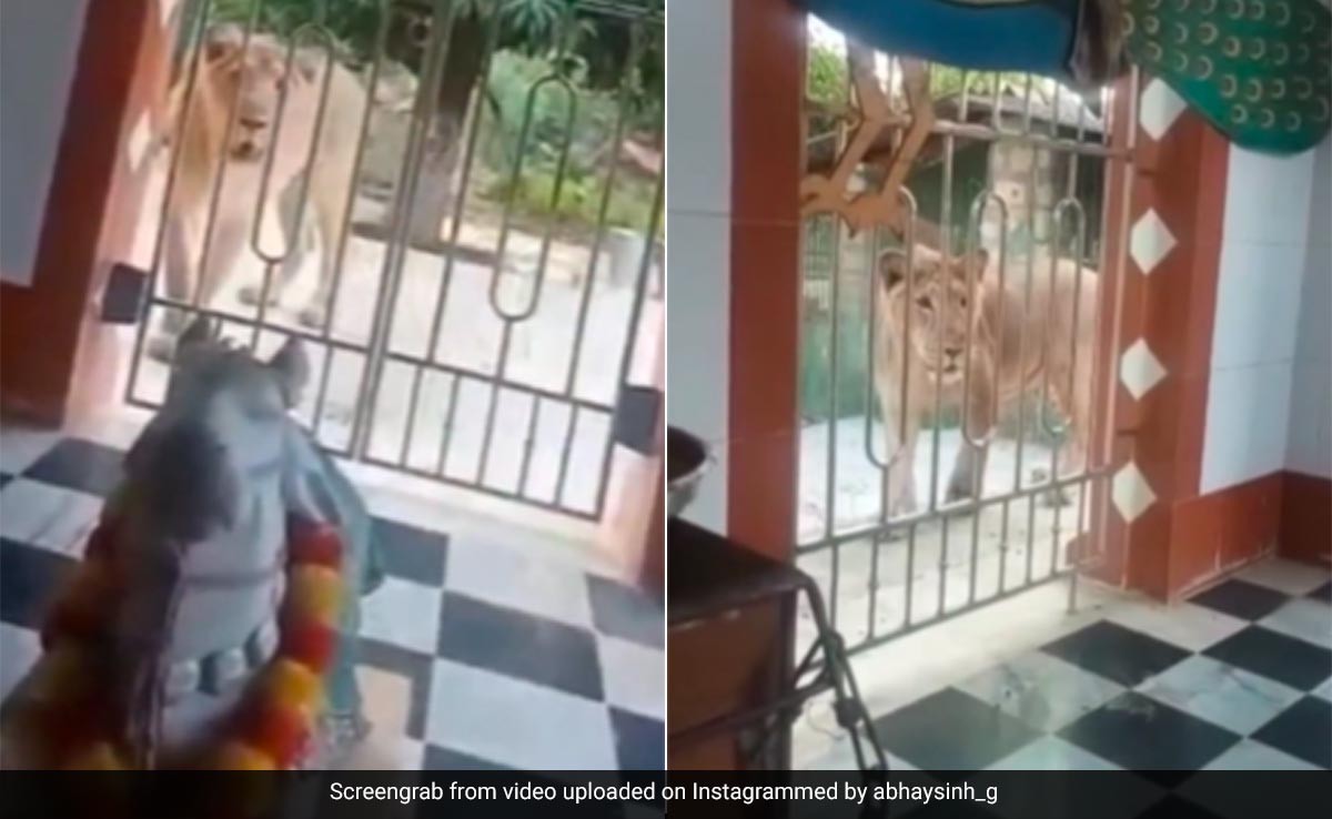 मंदिर के बाहर घूम रहा था शेरों का झुंड, पंडित जी ने भगाने के लिए अपनाया ये देसी तरीका, वायरल हो गया Video