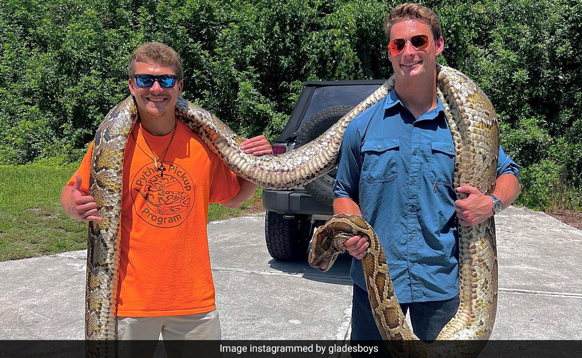 Watch: Longest-Ever Burmese Python, Measuring 19 Foot, Caught In US