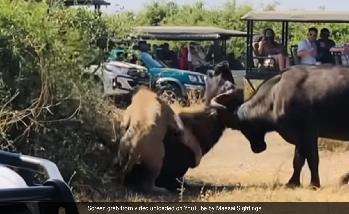 शेर ने भैंस पर किया हमला, साथी को बचाने के लिए दूसरी भैंस ने सिर से किया वार और फिर...