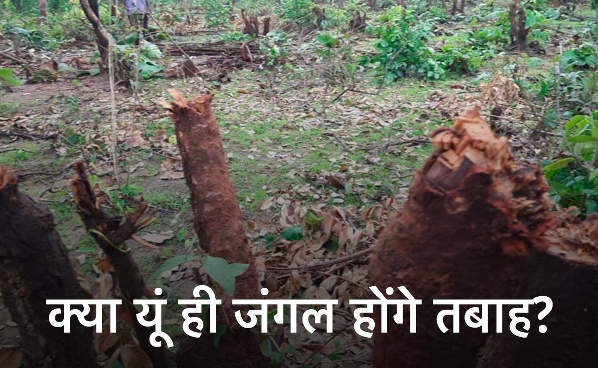 अवैध कब्जे के लिए दो एकड़ जंगल की कर दी कटाई, एक हज़ार पेड़ काटे