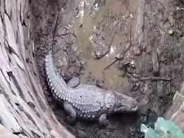 Video: सूखे कुएं में 7 फीट लंबा मगरमच्छ देख मचा हड़कंप, वन विभाग की टीम ने कड़ी मशक्कत के बाद किया रेस्क्यू Video: सूखे कुएं में 7 फीट लंबा मगरमच्छ देख मचा हड़कंप, वन विभाग की टीम ने कड़ी मशक्कत के बाद किया रेस्क्यू