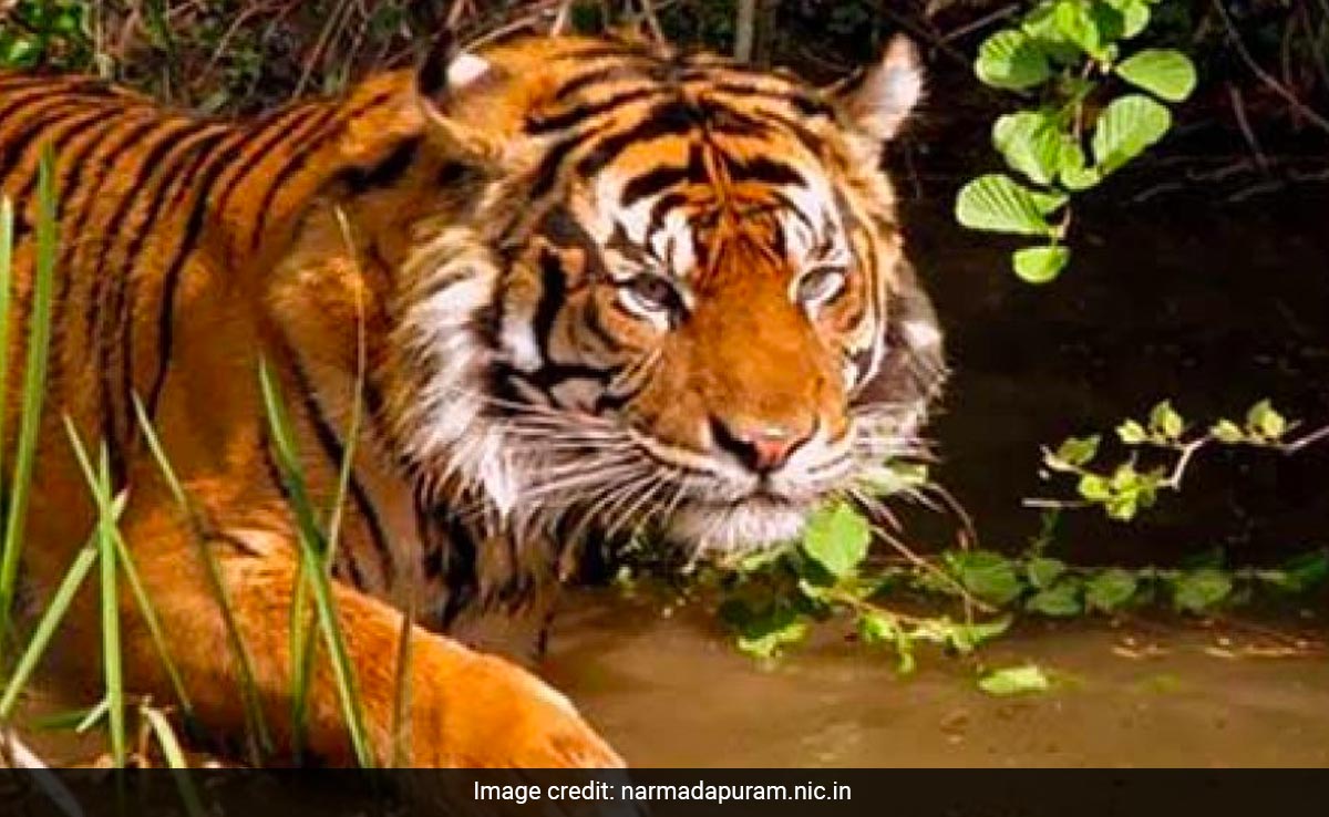 नर्मदापुरम : सतपुड़ा के जंगलों से घिरे होशंगाबाद की रेशम से बनी पहचान