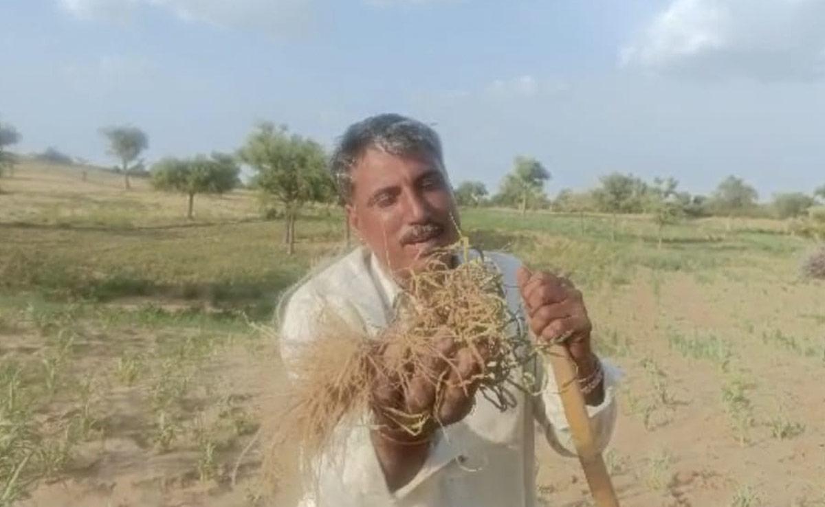 चूरू : किसानों को रुला रही मौसम की बेरूखी, बारिश के अभाव में फसल हो रही नष्ट