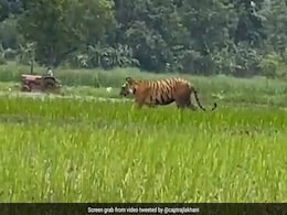 धान के खेत में घुस आया बाघ, थोड़ी ही दूर पर किसान कर रहा था जुताई, तभी.. धान के खेत में घुस आया बाघ, थोड़ी ही दूर पर किसान कर रहा था जुताई, तभी..