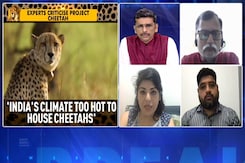 Substandard Collars, Maggots Killing Kuno Cheetahs? Substandard Collars, Maggots Killing Kuno Cheetahs?