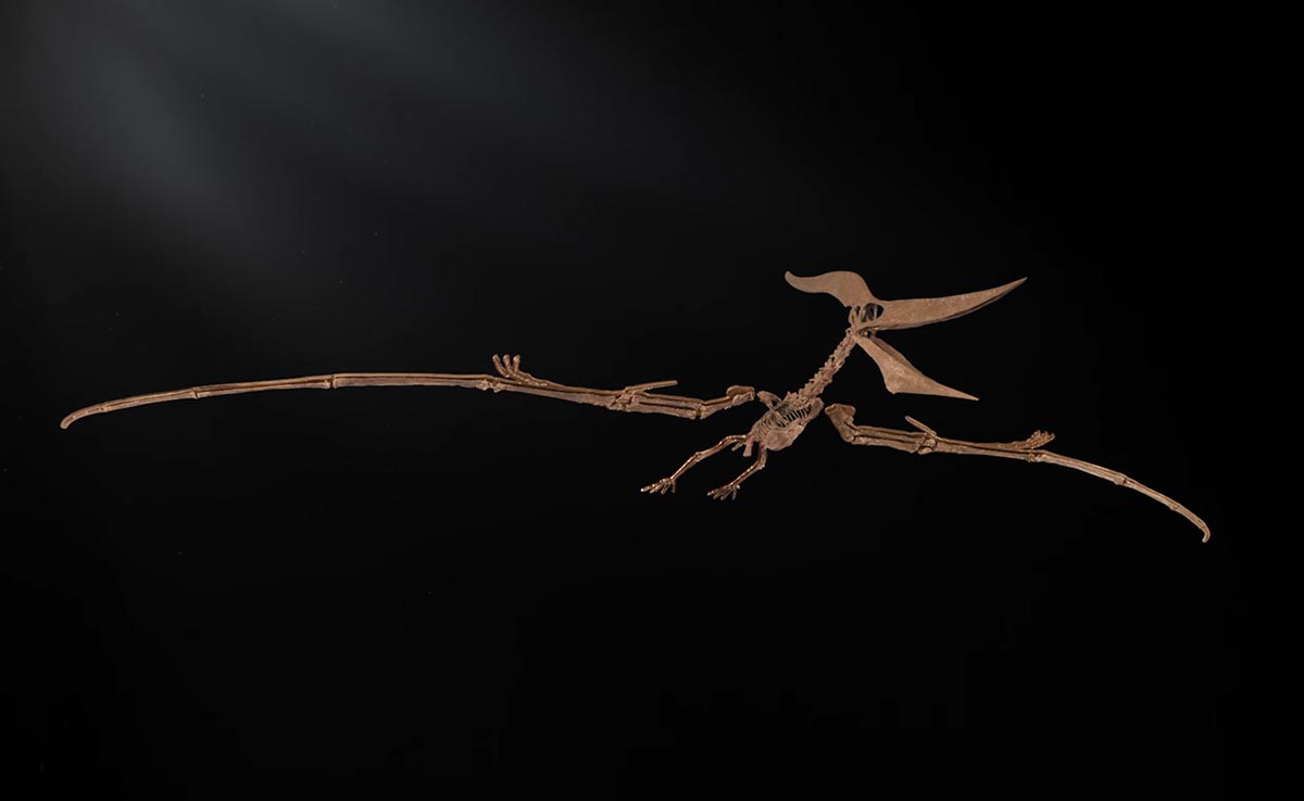 "Largest" And "Best Preserved" Dinosaur Fossils Could Fetch $6 Million At Auction