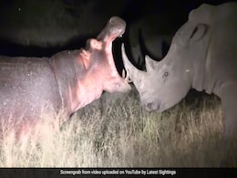 गैंडे को छेड़ रहा था दरियाई घोड़ा, काफी देर तक किया परेशान, सबक सिखाने के लिए गैंडे ने जो किया, देखकर रह जाएंगे हैरान गैंडे को छेड़ रहा था दरियाई घोड़ा, काफी देर तक किया परेशान, सबक सिखाने के लिए गैंडे ने जो किया, देखकर रह जाएंगे हैरान