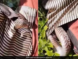 धीरे से युवक की शर्ट में घुस गया किंग कोबरा, आगे जो हुआ उसे देख अटक जाएंगी सांसे धीरे से युवक की शर्ट में घुस गया किंग कोबरा, आगे जो हुआ उसे देख अटक जाएंगी सांसे