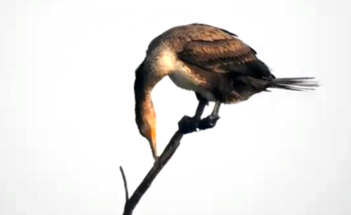 भरतपुर : पानी की समस्या से जूझ रहा केवलादेव नेशनल पार्क, विदेशी पक्षियों के 'ठिकाने' पर सूखे का संकट