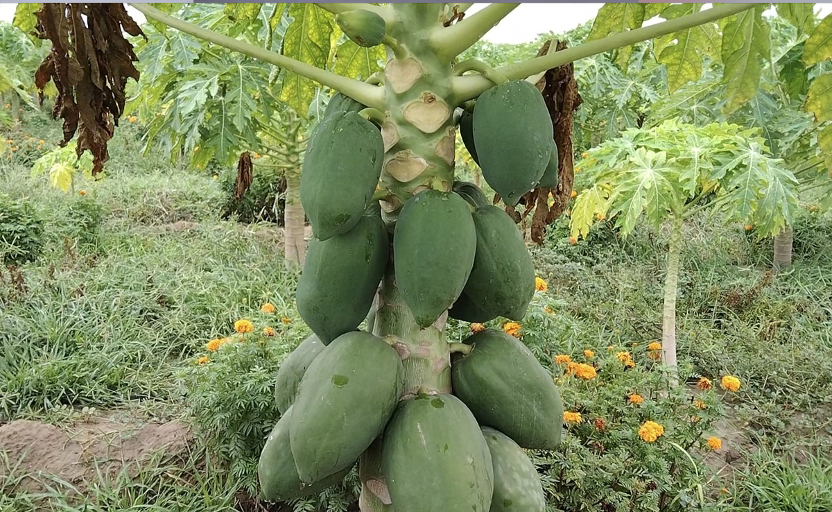 राजस्थान: पपीते की खेती से एक युवा किसान की बदली किस्मत, कमा रहा लाखों रुपये