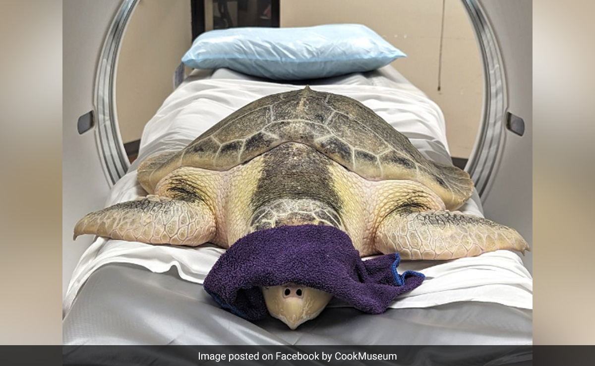 Turtle In Alabama Gets CT Scan, Becomes Hospital's First Animal Patient. See Pics