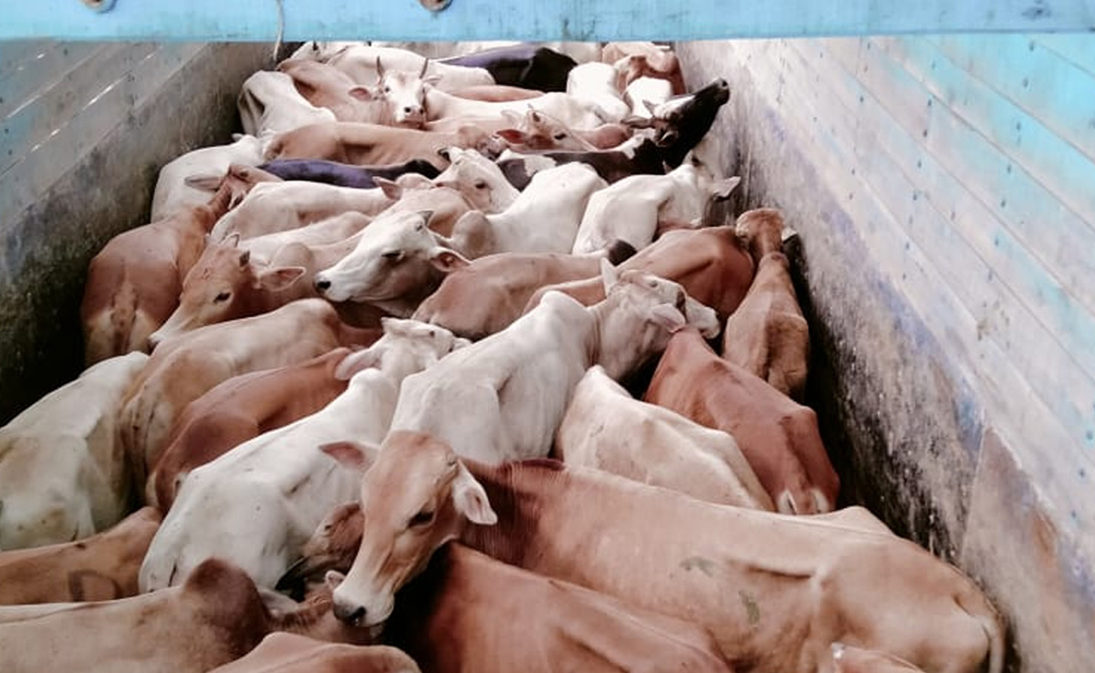113 Cattle Seized, 6 Arrested After Massive Crackdown In Assam