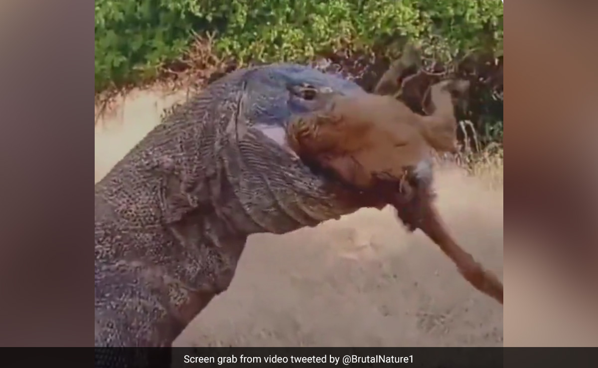 बछड़ा घास खा रहा था, कोमोडो ड्रैगन ने पीछे से मारा झपट्टा, देखते ही देखते पूरा जिंदा निगल गया - देखें Video बछड़ा घास खा रहा था, कोमोडो ड्रैगन ने पीछे से मारा झपट्टा, देखते ही देखते पूरा जिंदा निगल गया - देखें Video