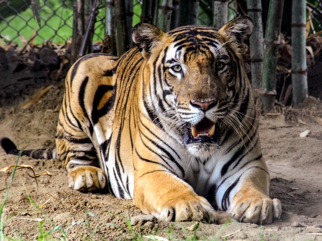 भारत में सबसे ज्यादा टाइगर, बाघ प्रोजेक्ट हुआ सफल