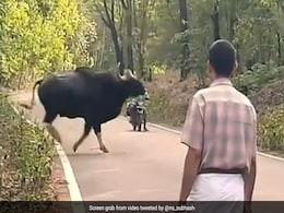अचानक बाइक सवार के सामने आ गया जंगली मवेशियों का झुंड, बाइसन को देख शख्स के डर के मारे छूटे पसीने अचानक बाइक सवार के सामने आ गया जंगली मवेशियों का झुंड, बाइसन को देख शख्स के डर के मारे छूटे पसीने