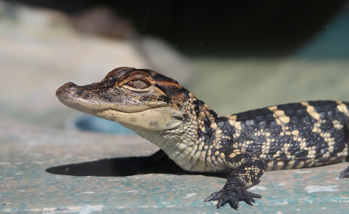 Baby Crocodile Rescued From Residential Area Near Mumbai