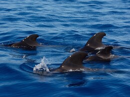 78 Whales Slaughtered In Front Of Passengers In Faroe Islands, Cruise Ship Apologises 78 Whales Slaughtered In Front Of Passengers In Faroe Islands, Cruise Ship Apologises
