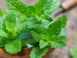 पुदीने की पत्तियां इन परेशानियों में होती हैं बहुत लाभकारी, घर पर जरूर लगाएं यह पौधा पुदीने की पत्तियां इन परेशानियों में होती हैं बहुत लाभकारी, घर पर जरूर लगाएं यह पौधा