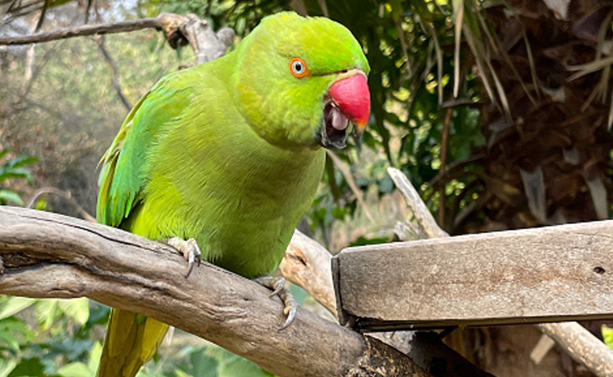 Parrot Fortune Tellers Arrested After Predicting PMK Candidate's Poll Win