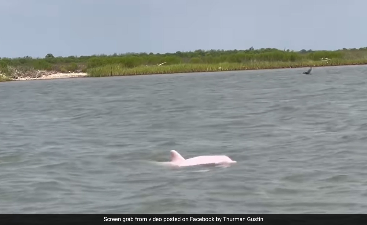 Rare Pink Dolphin Spotted Off Louisiana, Video Goes Viral