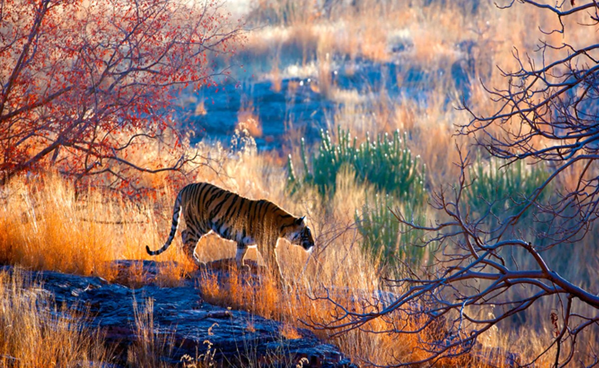 From South Africa To Australia, Wildlife Enthusiasts Can Head To These 7 Countries For A Holiday On The Wild Side