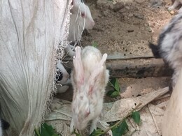 गाजियाबाद में बाढ़ से पिकनिक स्पॉट सिटी फॉरेस्ट तबाह, प्रशासन लोगों को डोनेट कर रहा खरगोश गाजियाबाद में बाढ़ से पिकनिक स्पॉट सिटी फॉरेस्ट तबाह, प्रशासन लोगों को डोनेट कर रहा खरगोश