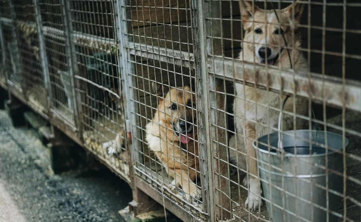 South Korea Parliament Passes Landmark Bill To Ban Dog Meat