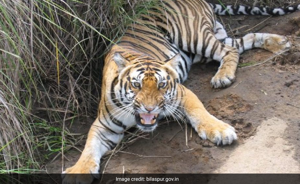 बिलासपुर: छत्तीसगढ़ की न्यायधानी है बिलासपुर, इस नाम के पीछे है एक रोचक कहानी