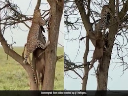 शिकार को घसीटकर पेड़ पर ले जाते तेंदुए का वीडियो हो रहा है वायरल शिकार को घसीटकर पेड़ पर ले जाते तेंदुए का वीडियो हो रहा है वायरल