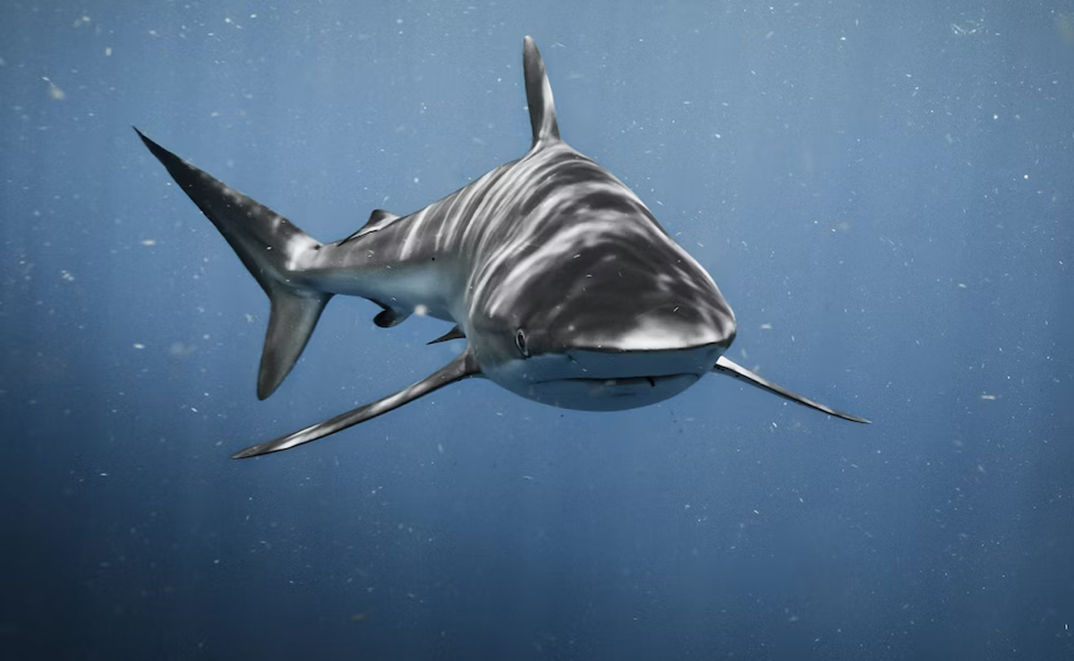 'Cocaine Sharks' May Be Feasting On Drugs Dumped Off The Coast Of Florida: Experts