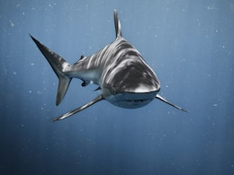 US Tourist Killed In Shark Attack In Bahamas US Tourist Killed In Shark Attack In Bahamas