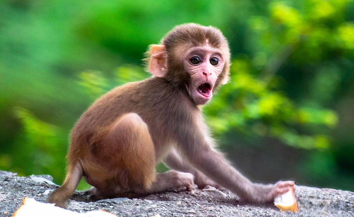 UP Man Charged For Beating Baby Monkey To Death After Video Goes Viral