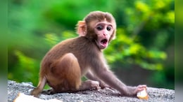 Not Enough Time In Universe For Monkeys To Pen Shakespeare: Study