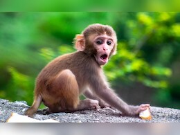 Not Enough Time In Universe For Monkeys To Pen Shakespeare: Study