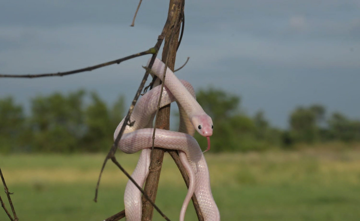 मध्य प्रदेश: अमरकंटक में मिले सांप को रेस्क्यू कर जंगल मे छोड़ा गया