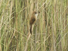Rare Bird 'Jerdon's Babbler' Spotted In UP's Dudhwa Tiger Reserve Rare Bird 'Jerdon's Babbler' Spotted In UP's Dudhwa Tiger Reserve