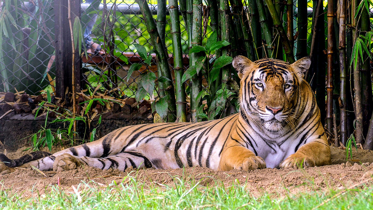 मध्यप्रदेश फिर बना टाइगर स्टेट, यहां सबसे ज्यादा 785 बाघ