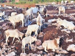 सतना: 9 करोड़ का धान कहां गया? मिट्टी में मिल गया या चोरी हो गया? सतना: 9 करोड़ का धान कहां गया? मिट्टी में मिल गया या चोरी हो गया?