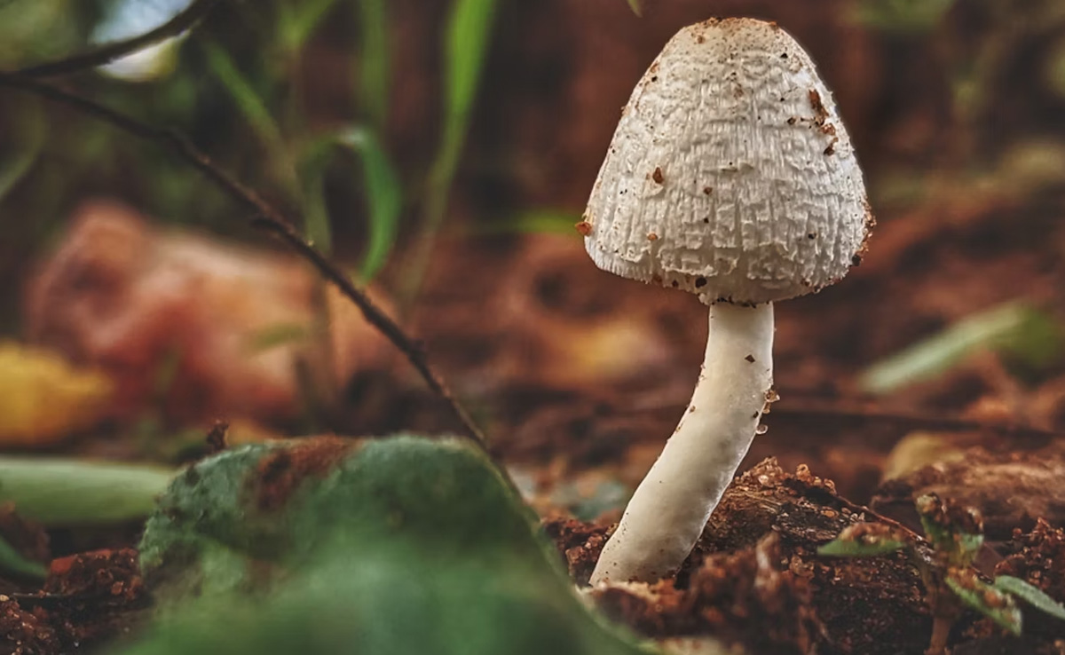 8 Assam Police Personnel Experience Vomiting, Diarrhoea After Eating Mushrooms