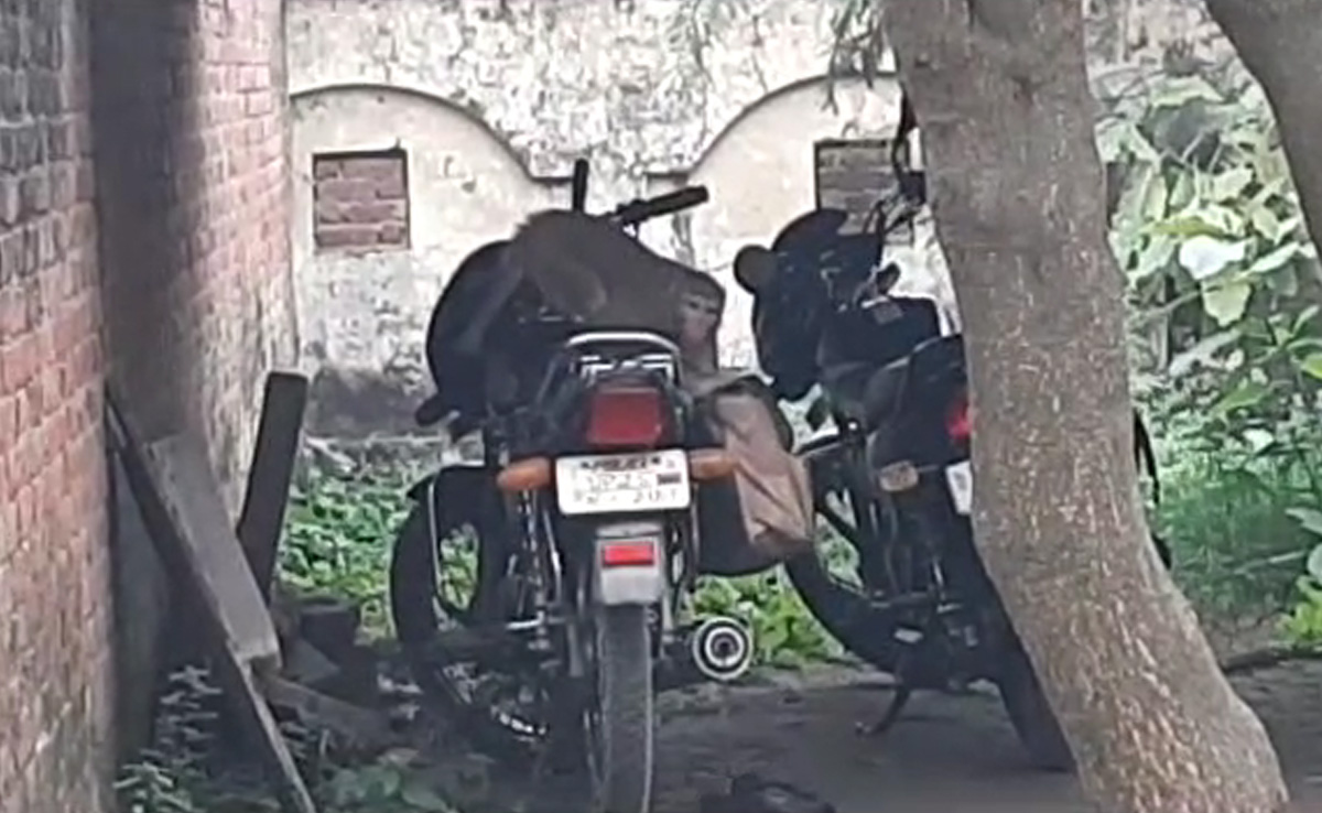 Watch: 'Monkey Heist' In Uttar Pradesh, Rs 1.5 Lakh Stolen Off A Bike