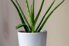 खिलती त्वचा के लिए फायदेमंद है एलोवेरा, जानिये इसके फायदे खिलती त्वचा के लिए फायदेमंद है एलोवेरा, जानिये इसके फायदे