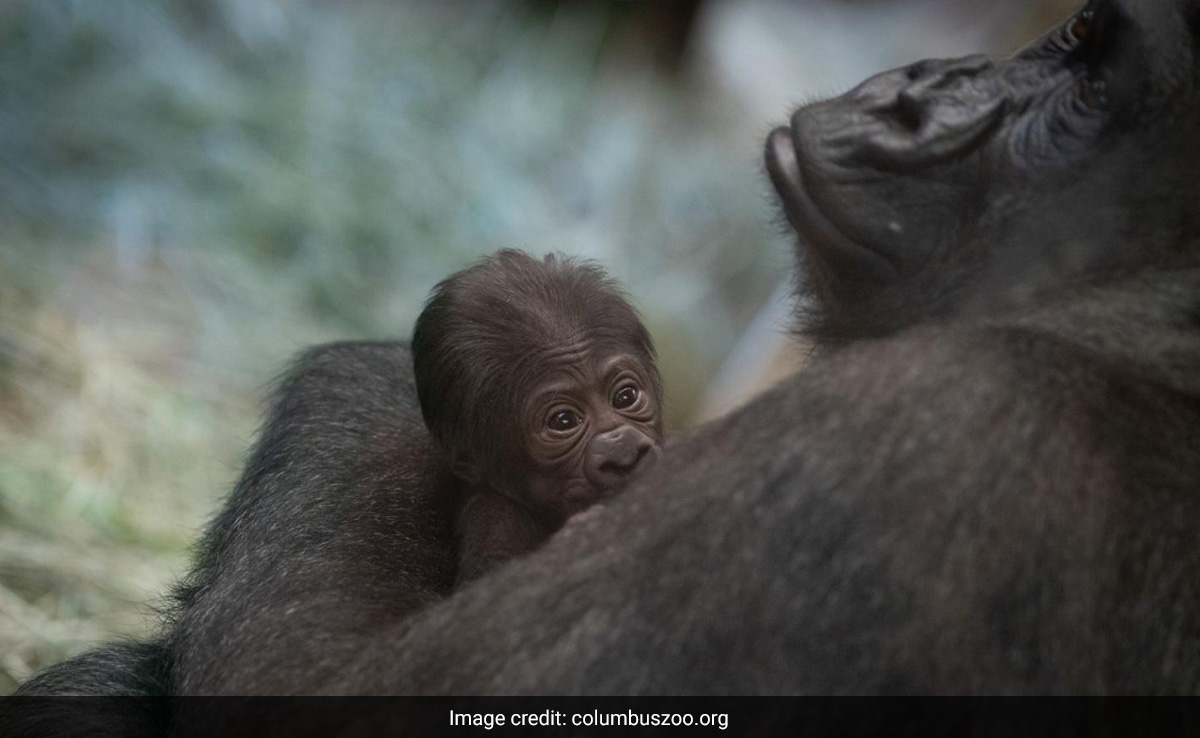 "Surprise Twist" At US Zoo As Gorilla Thought To Be Male Gives Birth To A Baby Girl