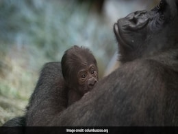 "Surprise Twist" At US Zoo As Gorilla Thought To Be Male Gives Birth To A Baby Girl "Surprise Twist" At US Zoo As Gorilla Thought To Be Male Gives Birth To A Baby Girl