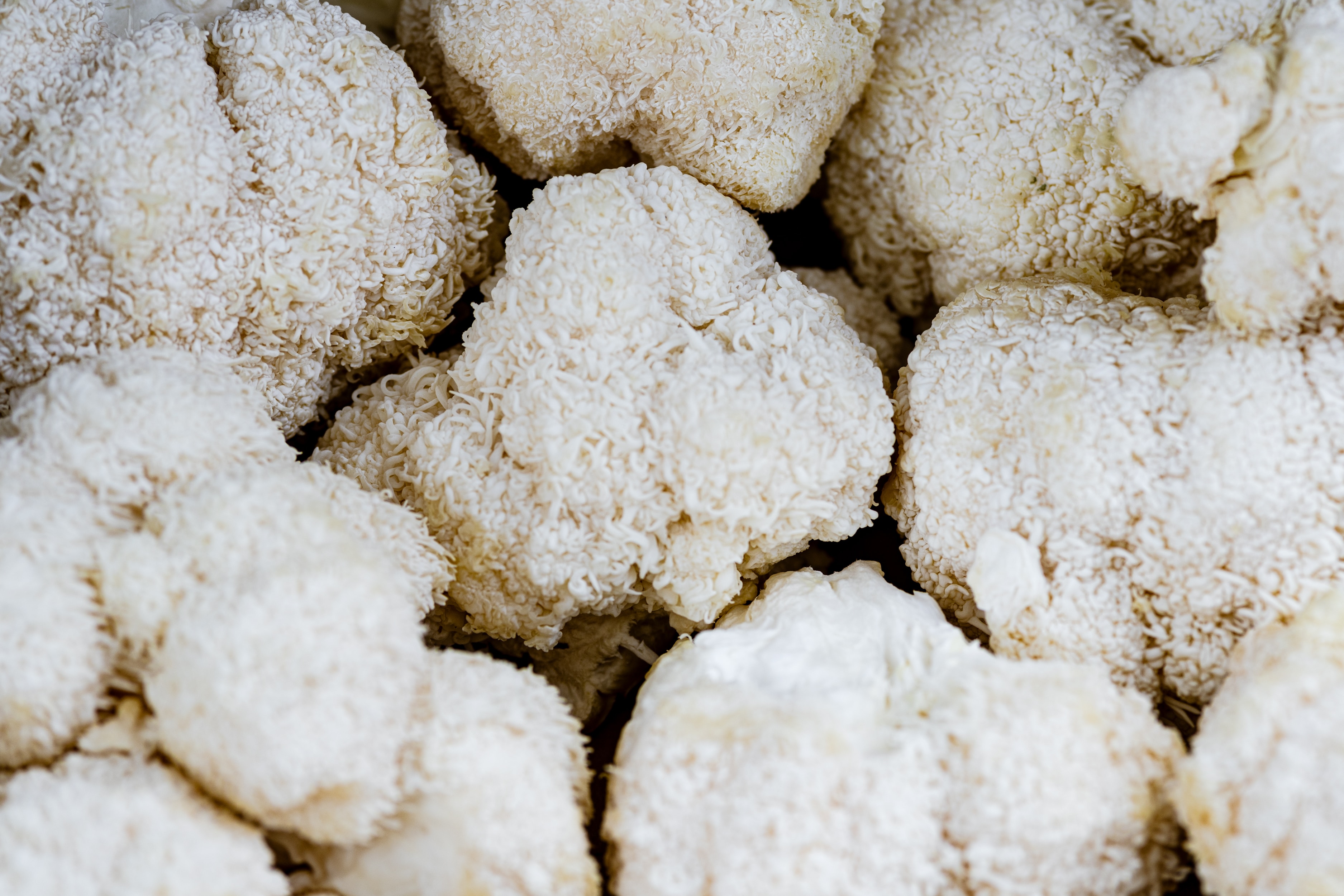 Lion's mane mushrooms are rich in antioxidants, which help combat oxidative stress