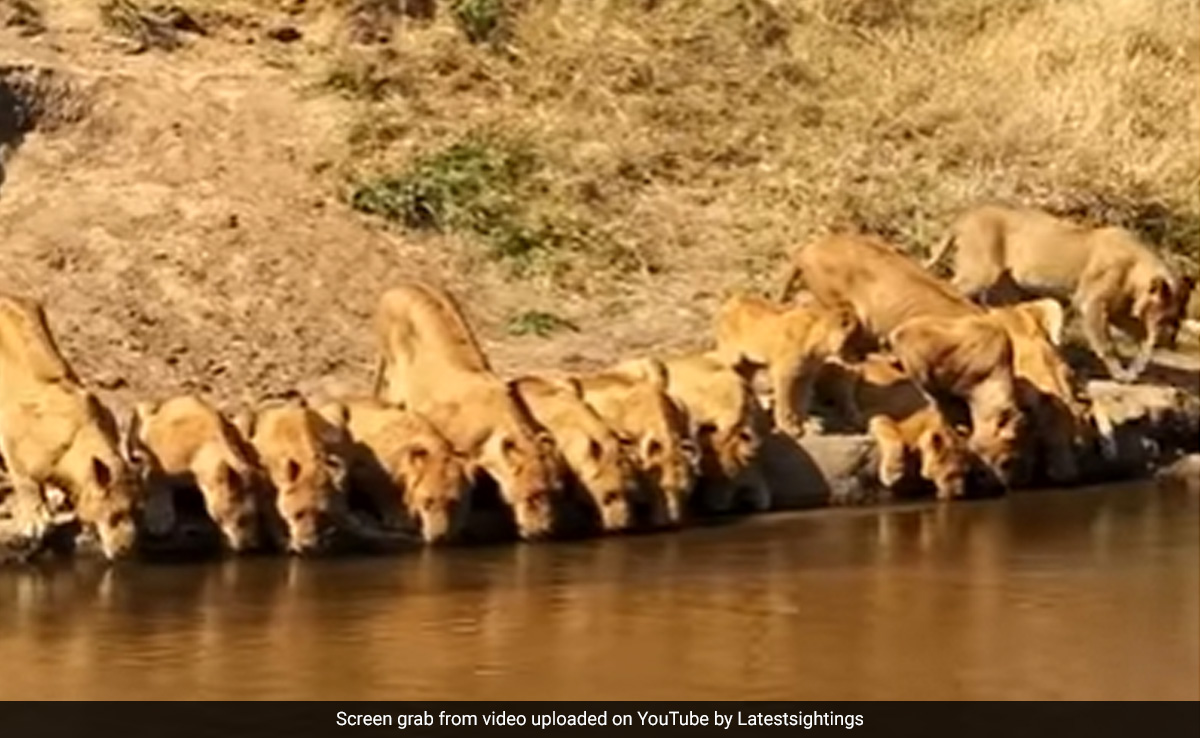 Viral Video: 20 Lions Squeeze Onto River Bank To Drink